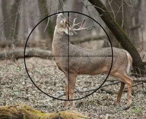 Where To Shoot A Deer With A Bow (Place To Aim For Killshot) 6