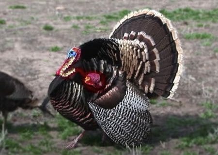 Where To Aim While Turkey Hunting With A Bow (Expert's Guide) 1